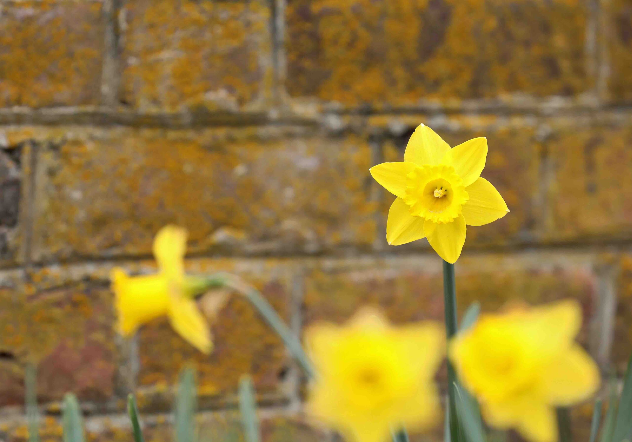 Daffodils growing along the wall in the historic Gloucester Courthouse Circle Thursday March 5. 2020.
